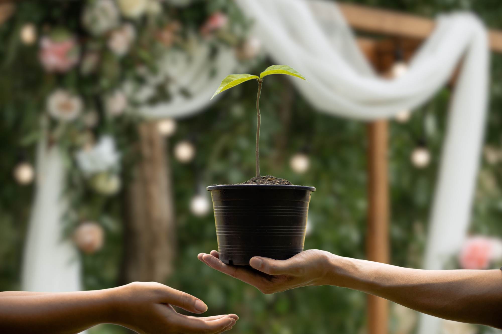 Baum zur Hochzeit pflanzen: Ein Symbol fr Liebe und Wachstum