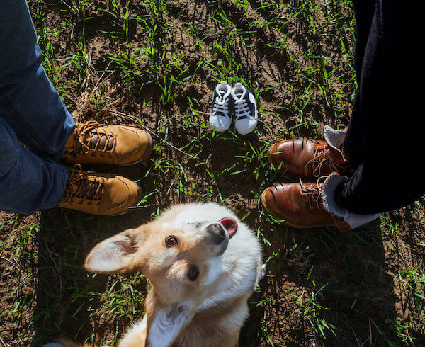 Schwangerschaft verkünden: Familienfoto mit Hund und Babyschuhen 